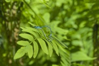 Coenagrion puella - Azure Damselfly. Closeup of pair mating on frond of Osmunda regalis - Royal fern.  May.