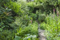 Small town garden overflowing with a mixed planting of perennials and evergreen shrubs. Mirror at the end of the path to provide a focal point. Foxgloves, valerian, mahonia, bergenia, Osmanthus delavayi, Prunus laurocerasus 'Otto Luyken' etc. May.