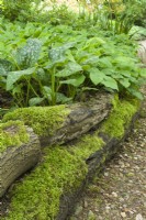 Log edging clothed with moss beside path in woodland garden with shade loving plants. Pulmonaria and Epimedium pinnatum ssp. colchicum. May