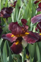Iris 'Caliente'. Closeup of tall bearded beautifully scented iris flower. May.