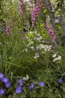 Woodland shady border with Digitalis x mertonensis, Astrantia 'Buckland', 'Thalictrum delavayi 'Splendide White' and geranium. Summer July.