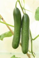 Cucumis sativus  'Passandra'  Cucumbers growing in greenhouse one fruit thinner in the middle than the ends which sometimes happens with this variety  July
