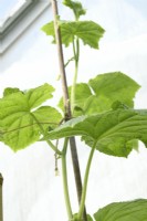 Cucumis sativus  'Passandra'  Top of cucumber plant growing in greenhouse supported by bamboo cane  July
