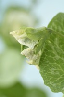 Pisum sativum  'Alderman'  Pea pod starting to grow as flower dies  July