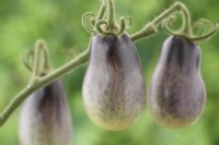 Solanum lycopersicum  'Indigo Pear Drop'  Unripe fruit  Tomatoes  Syn. Lycopersicon esculentum  August