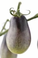 Solanum lycopersicum  'Indigo Pear Drop'  Unripe fruit  Tomatoes
 Syn. Lycopersicon esculentum  August