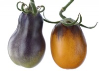 Solanum lycopersicum  'Indigo Pear Drop'  Ripe and unripe fruit  Tomatoes  Syn. Lycopersicon esculentum  August