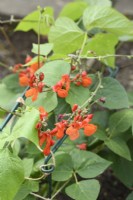 Phaseolus coccineus  Jackpot Mixed  Dwarf runner bean with mixed flower colours  One colour from mix growing supported in the ground  August