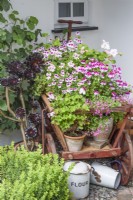 Display of pelargoniums on a small wooden cart in a July garden
