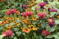 Red monardas and heleniums in July