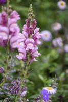 Antirrhinum majus 'Potomac Lavender' F1 in July