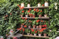 Shelves with scarlet pelargoniums in terracotta pots in July