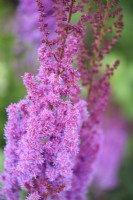 Astilbe chinensis var. taquetii Purple Lance in July