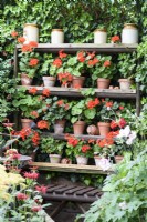 Shelves with a display of scarlet pelargoniums in terracotta pots in July