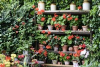 Shelves with a display of scarlet pelargoniums in terracotta pots in July