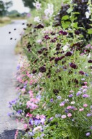 Scabiosa atropurpurea 'Black Knight' amongst cornflowers and verbenas in July