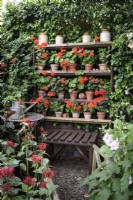 Shelves with scarlet pelargoniums in terracotta pots in July