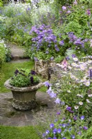Stone urn of purple verbenas surrounded by lushly planted borders in a cottage garden in July