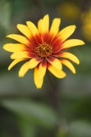 Heliopsis helianthoides var. scabra 'Burning Hearts' in July