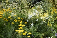 Colour themed borders in a cottage garden in July including yellow Helenium 'El Dorado'.