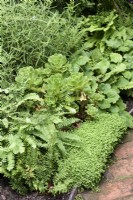 Foliage border including Mind-your-own-business, Soleirolia soleirolii, in July