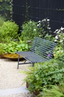 Dark metal bench placed on gravel path surrounded by Anemone, Bergenia, Geranium, ferns by the black wooden fence. 