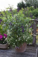 Big Pot of Salvia 'Amistad' and Lagurus ovatus - Bunny's Tail Grass on decking.