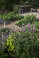 Herbaceous planting in raised beds with a mixture of flowers and vegetables. Cirsium rivulare, Euphorbia, Cottage garden favourites including Digitalis purpurea - Foxglove,   Allium 'Purple Sensation' and Calendula -Marigold. Sweet Peas on hazel tripod, Rhubarb, Catmint and chicken coop.
  
