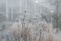 Angelica archangelica in the frost and fog