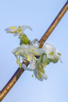 Lonicera x purpusii 'Winter Beauty' flowering in Winter - January