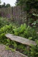 Ferns - Matteuccia struthiopteris growing around a rustic wooden bench with Digitalis purpurea - Foxgloves in front of split chestnut woven hurdle fence