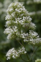 Centranthus ruber 'Albus' . Valeriana officinalis - common white  Valerian.