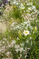 Planting of Hemerocallis 'Gentle Sheperd', Veronicastrum virginicum 'Album', and Gaura in Joy club garden - RHS Hampton Court Palace Garden Festival 2022