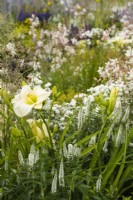 Planting of Hemerocallis 'Gentle Shepherd', Veronicastrum virginicum 'Album', and Gaura in Joy club garden - RHS Hampton Court Palace Garden Festival 2022