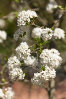Viburnum carlesii, spring April