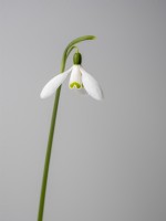 Simple snowdrop flower