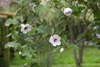 Magnolia Wilsonii - April