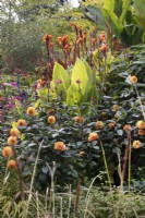 Dahlia 'David Howard', canna tropicanna and ensete ventricosum in the Hot garden at Birmingham Botanical Gardens - October