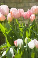Tulipa 'Salmon van Eijk', 'Apriocot Beauty' and 'Purissima' - April.