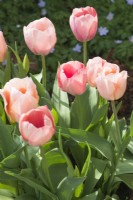 Tulipa 'Salmon van Eijk' and 'Apricot Beauty' - April.