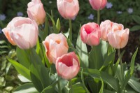 Tulipa 'Apricot Beauty' and 'Salmon van Eijk' - April.