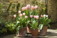 Tulipa 'Apricot Beauty', 'Salmon van Eijk' and 'Purissima' - April.