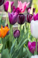 Tulipa 'Queen of Night' with 'Merlot' and 'Mariette' and 'Graceland', 'Barcelona'and 'Ballerina - April.