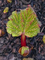 Rheum 'Hawkes Champagne'  new stems and leaves emerging winter 