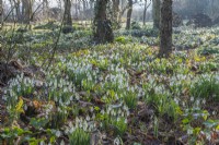 Drifts of Galanthus nivalis flowering in a woodland garden in Spring - February
