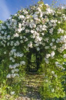 View of Rosa 'Adelaide d'Orleans' trained on a pergola over an ornamental cobbled flint path leading to a garden gate in a hedge. June