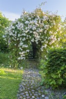 View of Rosa 'Adelaide d'Orleans' trained on a pergola over an ornamental cobbled flint path leading to a garden gate in a hedge. June