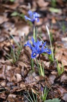 Iris reticulata 'Harmony' in an urban garden. Leaf matter left from the previous autumn to degrade naturally. 
