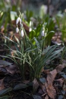 Snowdrop Galanthus woronowii in an urban garden. Leaf litter left from the previous autumn to decompose naturally. 