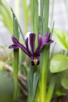 Iris reticulata 'J.S.Dijt'